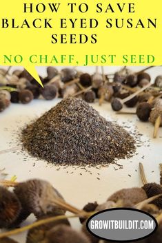 black seed seeds with text overlay that says how to save black eyed susan seeds no chaff, just seed