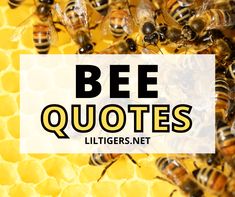 bees with the words bee quotes written over them