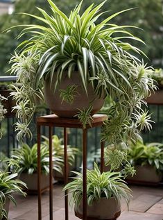 some very pretty potted plants on a balcony