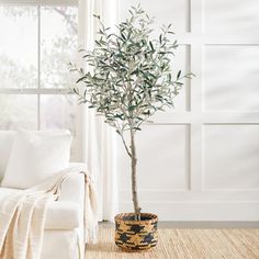 a living room with a white couch and small tree