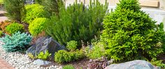 an assortment of plants and rocks in a garden