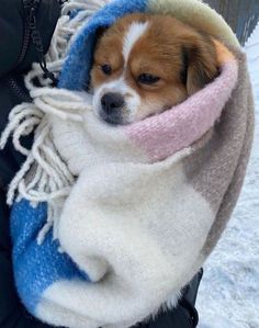 a brown and white dog wrapped up in a blanket on top of snow covered ground