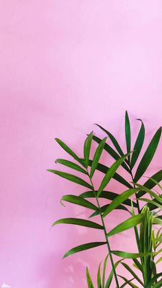 a pink wall with green plants against it