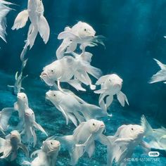 a large group of fish swimming in the water