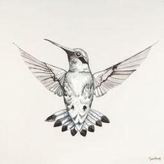 a drawing of a hummingbird flying in the air with its wings spread wide open