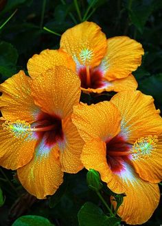 two orange flowers with water droplets on them