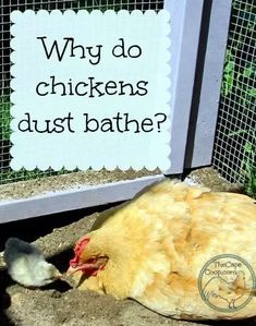 a chicken laying on the ground next to a sign that says why do chickens dust bathe?