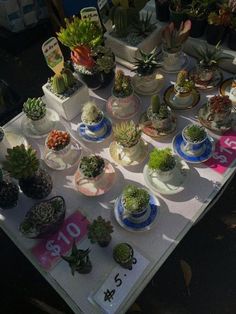 many different kinds of succulents on display at an outdoor market table with price tags