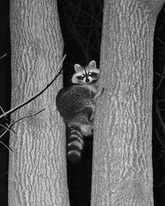 a raccoon climbing up the side of a tree in a black and white photo