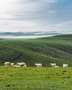 a herd of sheep standing on top of a lush green field next to a hillside