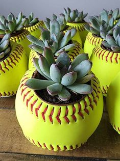 several yellow softballs with succulent plants in them on a wooden table top