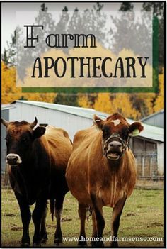 two brown cows standing next to each other in a field with the words if corn apothecary