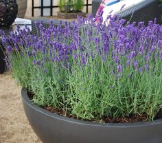 lavender plants growing in a pot on the ground