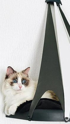 a cat laying on top of a black chair next to a white and gray wall