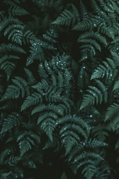 green leaves with water droplets on them are seen in this close up photo from above