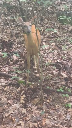 a small deer standing in the middle of a leaf covered forest with no leaves on it