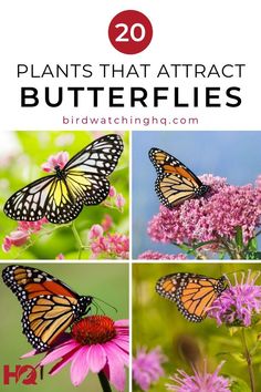 butterflies and pink flowers with text overlay that reads 20 plants that attract butterflies