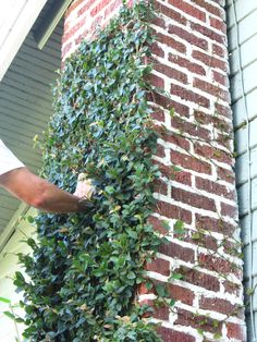 a man is trimming the side of a brick building with vines growing on it