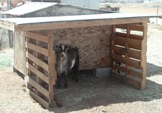 a dog standing in the doorway of a wooden structure on top of a dirt field