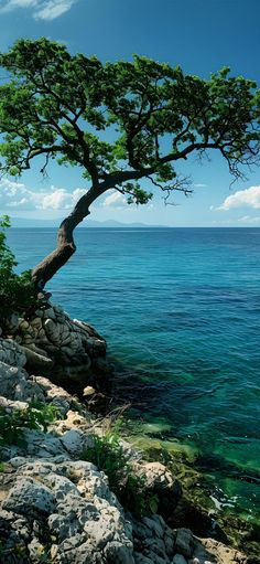 a lone tree sitting on top of a rocky cliff next to the ocean