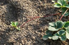 a plant sprouts from the ground next to some dirt