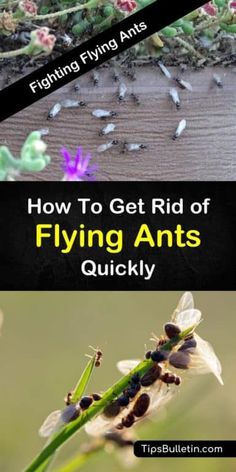 how to get rid of flying ants quickly and avoid them from getting pests out of your garden