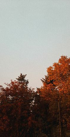 an airplane flying over trees with orange leaves