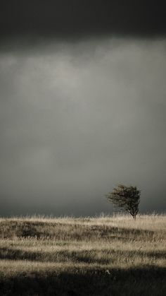 a lone tree stands in the middle of a field under a dark, overcast sky