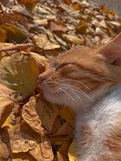 an orange and white cat laying on top of leaf covered ground with its eyes closed