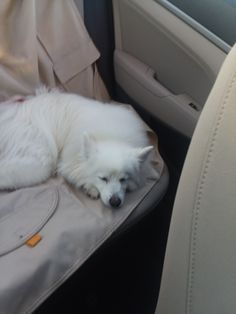 a white dog laying on top of a car seat