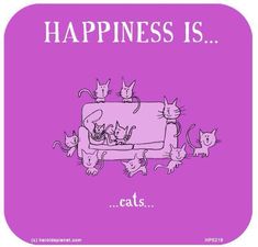 a cat is sitting on a couch with many cats around it and the caption says, happiness is