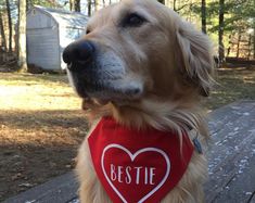 a dog wearing a red bandana with the words bestie on it's chest