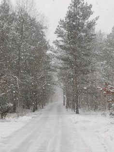 a snowy road surrounded by trees and bushes