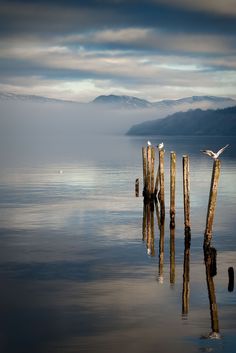 birds are sitting on wooden posts in the water with mountains in the backgroud