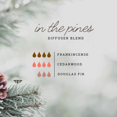 Winter Diffuser Blends, Preconception Planning, Fertility Help, Potpourri Recipes, Healing Essential Oils, Young Living Essential Oils Recipes, Diffuser Blend, The Pines, Essential Oil Diffuser Blends