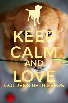 a golden retriever holding a flower in its mouth and the words keep calm and love written on it