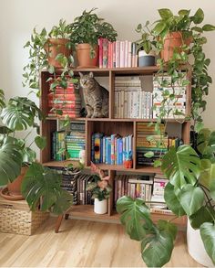 a cat sitting on top of a book shelf filled with books next to potted plants