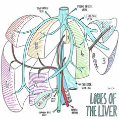 the diagram shows the location of the lungs and their major vessels, including the livers