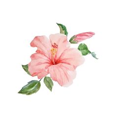 a pink flower with green leaves is shown on a white background in this watercolor painting