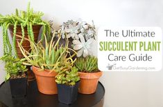 several succulent houseplants are sitting on a table with the words care and growing tips