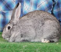 a gray rabbit sitting on top of grass