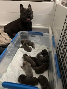 a black dog sitting next to a bunch of puppies in a crate on the floor