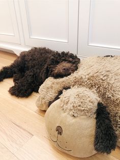 two dogs laying on the floor next to each other with their heads resting on a stuffed animal