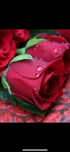 red roses with water droplets on them sitting on a lace covered tablecloth in front of a black background