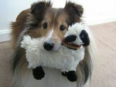 a collie dog holding a stuffed animal in it's mouth while standing on the floor