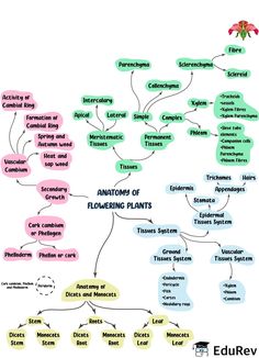 a mind map with different types of flowers and plants in it, including the names of each