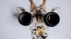 a giraffe's head with two binoculars in front of it and the image of a giraffe behind it