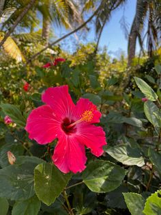 a large pink flower with green leaves in the foreground and palm trees in the background