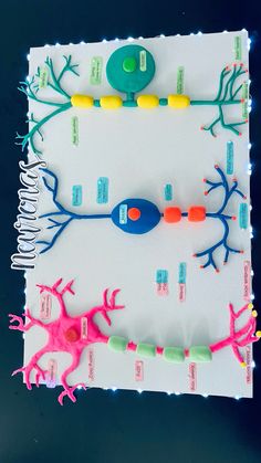 tipos de neuronas Biology Models, Biology Science Fair Projects, Neuron Model, Science Exhibition Ideas, Science Lab Decorations, Science Exhibition Projects, Science Projects For Middle School, Human Body Projects