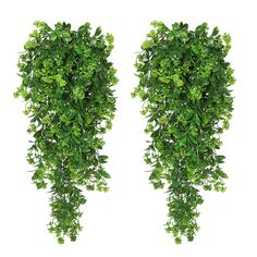 two green plants hanging from the side of each other